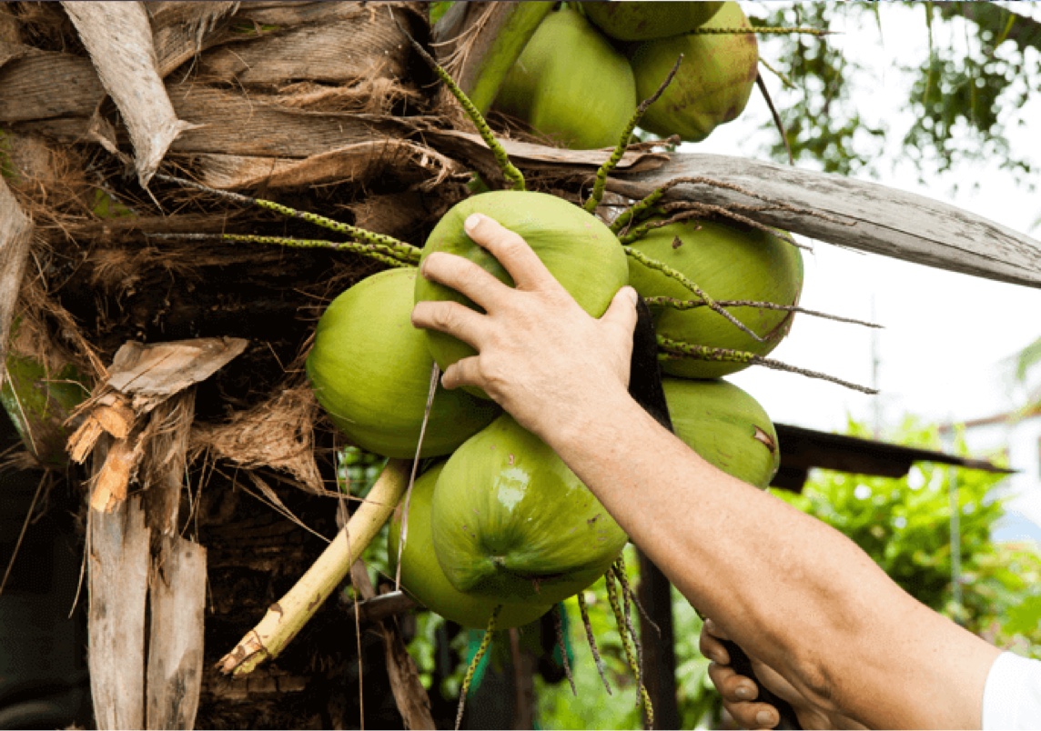 La pianta del cocco