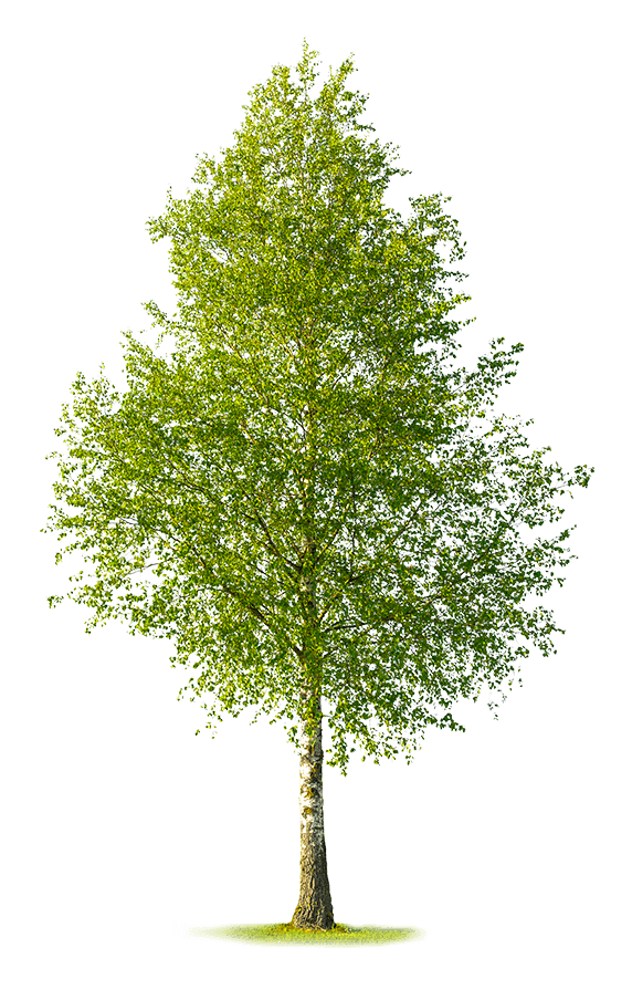 matt drenante con linfa di betulla